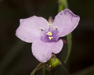 Murdannia graminea, photographed by Tony Eales
