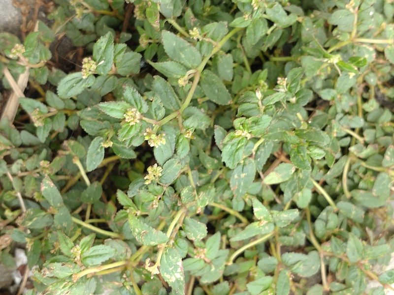 Euphorbia ophthalmica, photographed by Utain Pummarin