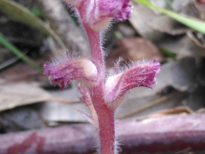 Orobanche pubescens, photographed by Yves Bas