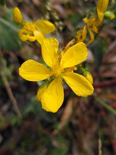 Hypericum perfoliatum, photographed by Yves Bas