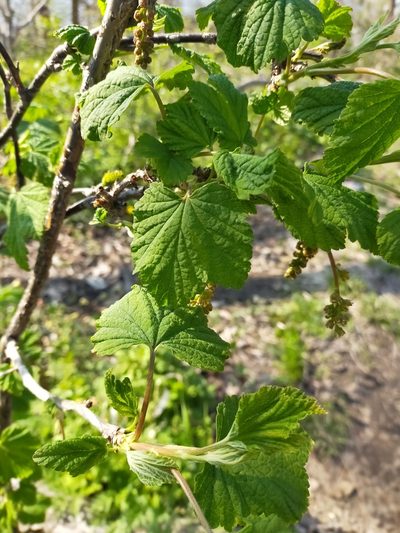 Ribes mandshuricum, photographed by Viola Alekseeva