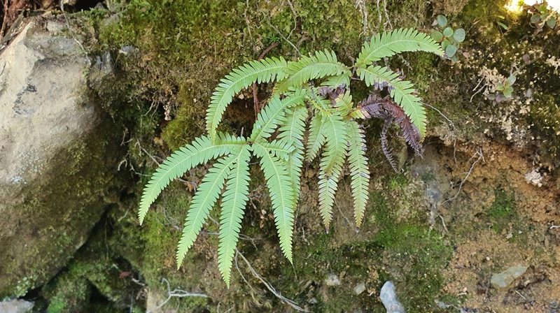Sticherus cunninghamii, photographed by Katie Jenkins