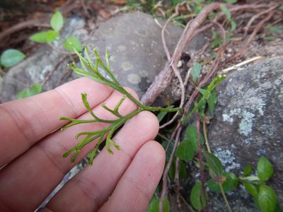 Psilotum nudum, photographed by Jon Sullivan