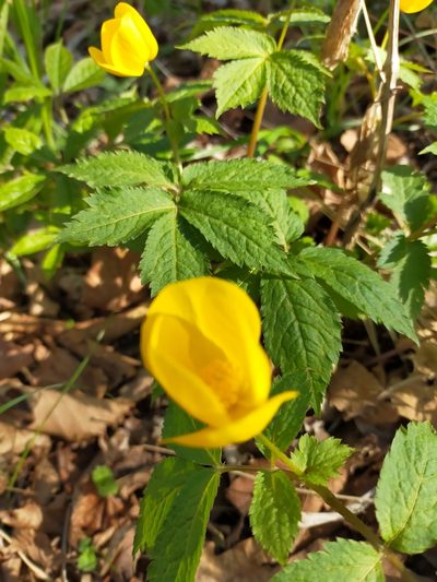 Hylomecon vernalis, photographed by Viola Alekseeva
