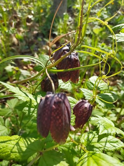 Fritillaria usuriensis, photographed by Viola Alekseeva