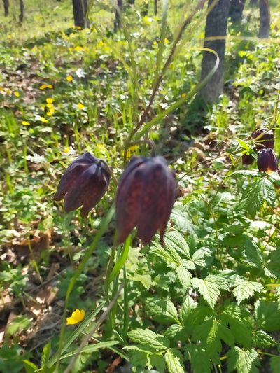 Fritillaria usuriensis, photographed by Viola Alekseeva