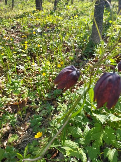 Fritillaria usuriensis, photographed by Viola Alekseeva