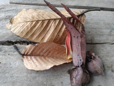 Dipterocarpus alatus, photographed by Utain Pummarin