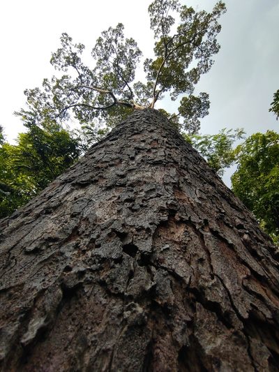Dipterocarpus alatus, photographed by Utain Pummarin