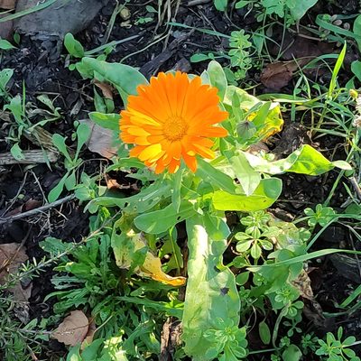 Calendula officinalis, photographed by Jenny Saito
