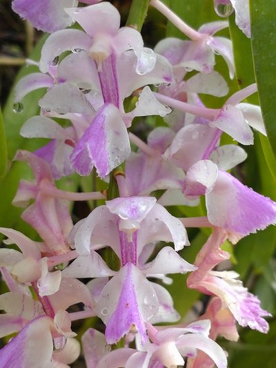 Aerides falcata, photographed by Utain Pummarin