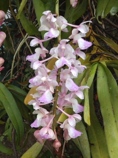 Aerides falcata, photographed by Utain Pummarin