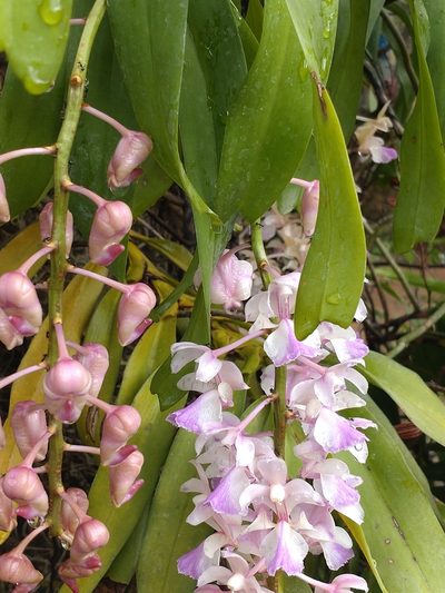 Aerides falcata, photographed by Utain Pummarin