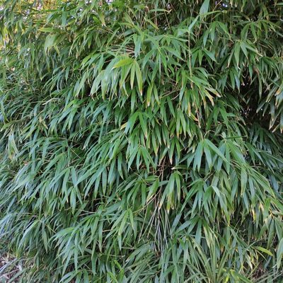 Pseudosasa japonica, photographed by Jenny Saito