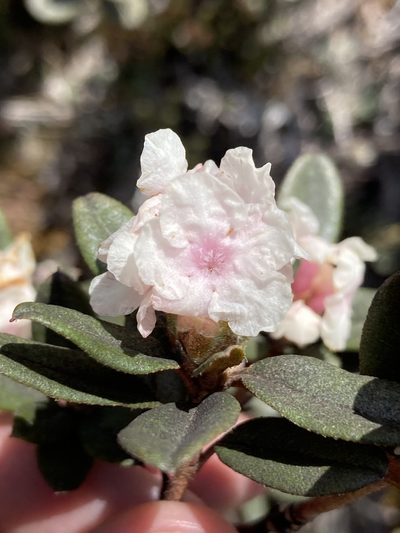 Rhododendron anthopogon, photographed by John Kenrick Gibson