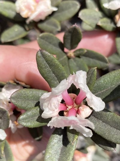 Rhododendron anthopogon, photographed by John Kenrick Gibson