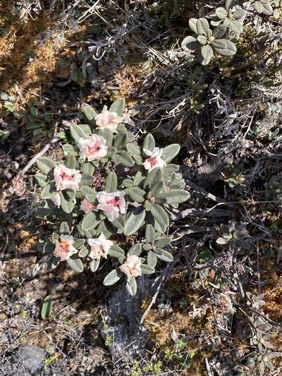 Rhododendron anthopogon, photographed by John Kenrick Gibson