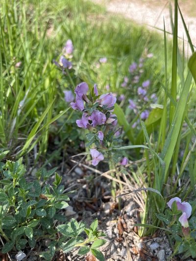 Chamaecytisus purpureus, photographed by Elliot Greiner