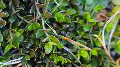 Gonocarpus aggregatus, photographed by gnapp