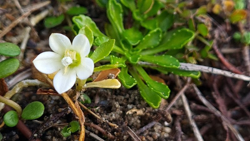 Wahlenbergia congesta, photographed by gnapp