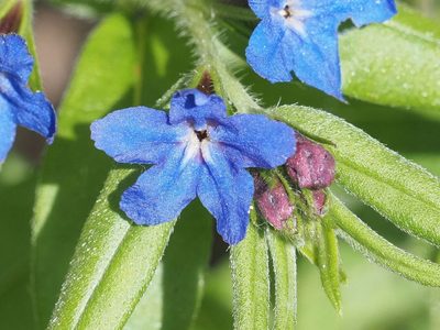 Aegonychon purpurocaeruleum, photographed by Michael Knapp