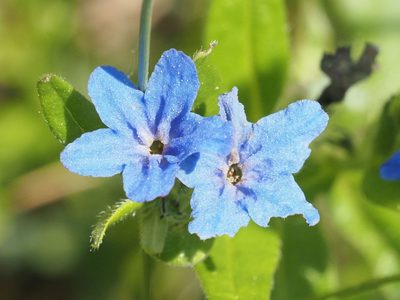 Aegonychon purpurocaeruleum, photographed by Michael Knapp