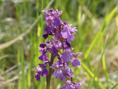 Anacamptis morio, photographed by Michael Knapp