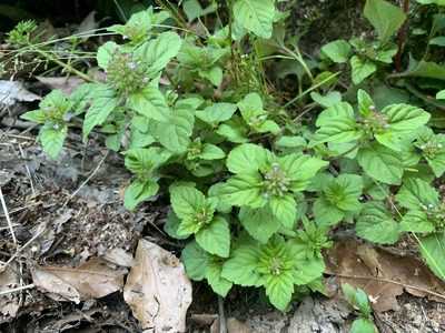 Clinopodium gracile, photographed by 岸本年郎