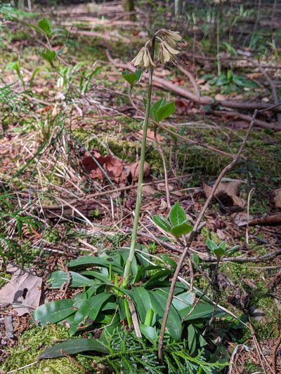 Helonias orientalis, photographed by Timur Kalininsky