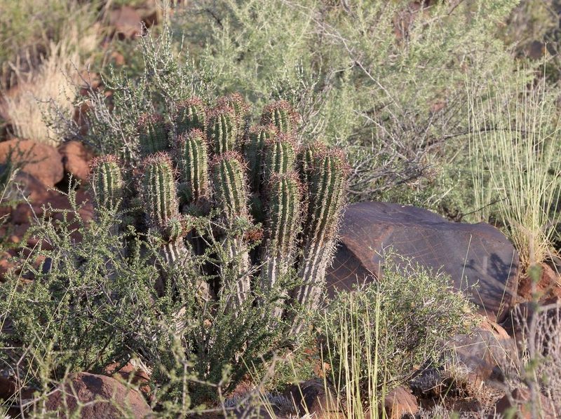 Euphorbia stellispina, photographed by Alan Manson
