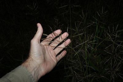 Bothriochloa bladhii, photographed by Greg Tasney