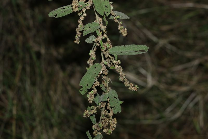 Sida hackettiana, photographed by Greg Tasney