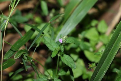 Rostellularia obtusa, photographed by Greg Tasney