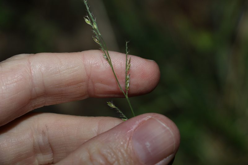 Eriochloa pseudoacrotricha, photographed by Greg Tasney