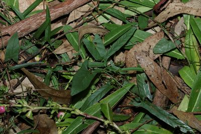 Polymeria calycina, photographed by Greg Tasney