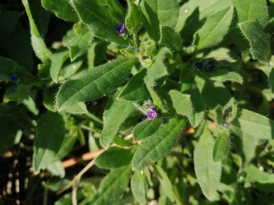Asperugo procumbens, photographed by Michael Kozlov