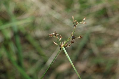 Fimbristylis dichotoma, photographed by Greg Tasney