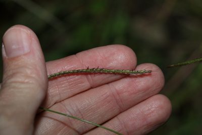 Chloris ventricosa, photographed by Greg Tasney
