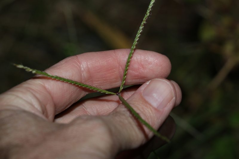 Chloris ventricosa, photographed by Greg Tasney