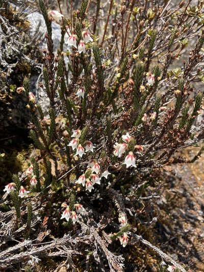 Cassiope fastigiata, photographed by John Kenrick Gibson