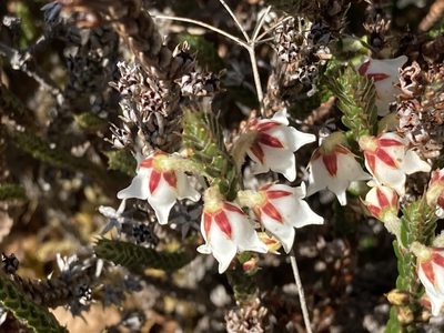 Cassiope fastigiata, photographed by John Kenrick Gibson