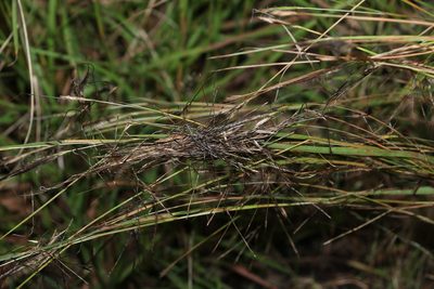 Heteropogon contortus, photographed by Greg Tasney