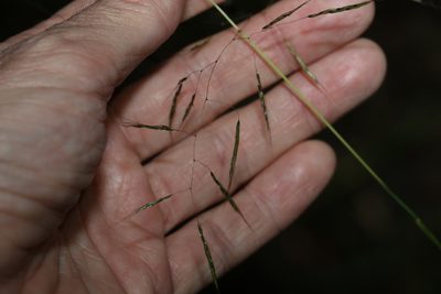 Capillipedium spicigerum, photographed by Greg Tasney