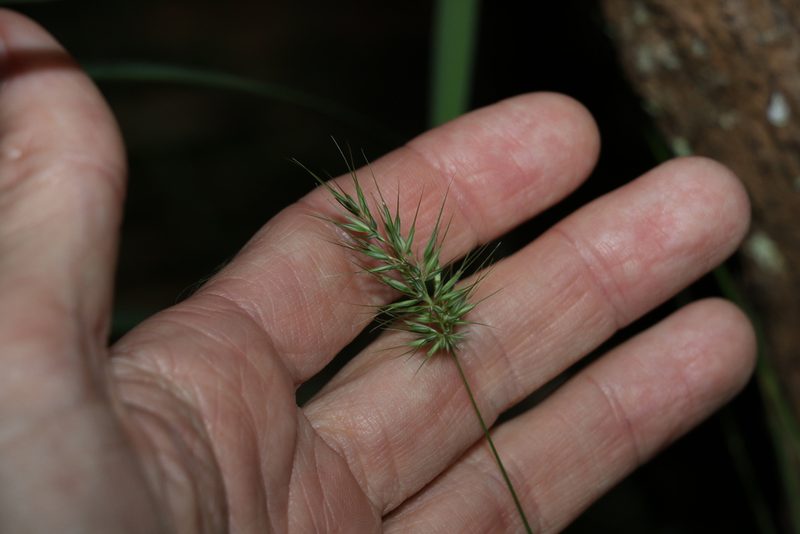 Echinopogon nutans, photographed by Greg Tasney