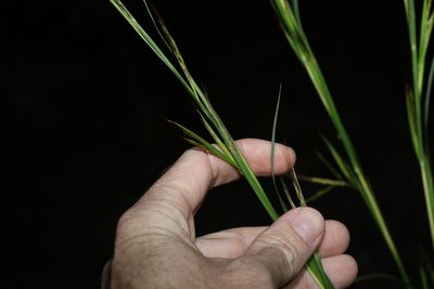 Andropogon virginicus, photographed by Greg Tasney