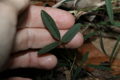 Glycine tabacina, photographed by Greg Tasney