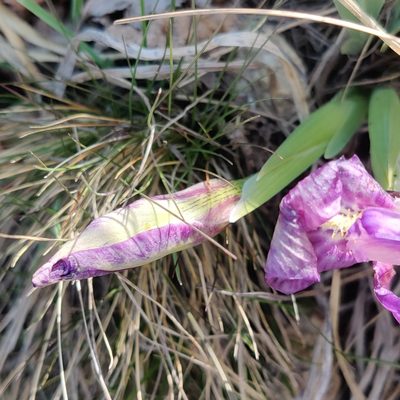 Iris kemaonensis, photographed by Name