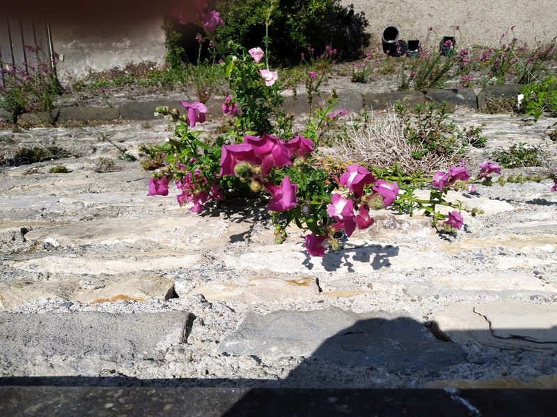 Antirrhinum tortuosum, photographed by Margherita Ferraiuolo