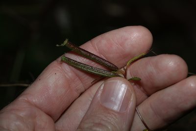 Ludwigia octovalvis, photographed by Greg Tasney