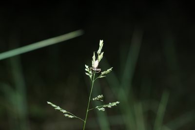 Leersia hexandra, photographed by Greg Tasney